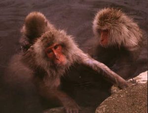 snow monkeys in Japan, 1996